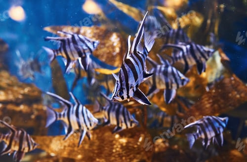 Preview: Enoplosus armatus. Underwater close up view of tropical fishes. Life in ocean