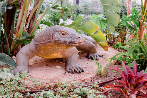 Preview: Recreation of the life-size komodo dragon reptile.