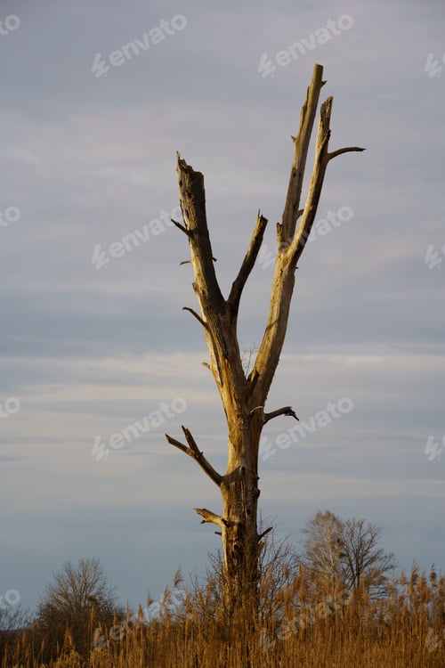 Preview: a dead tree sitting in a field during the day and day