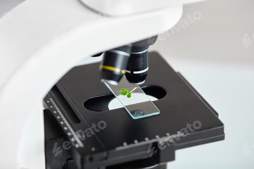 Preview: Four Leaf Clover under Microscope