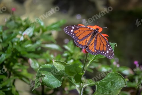 Preview: Monarch Butterfly on orange flower