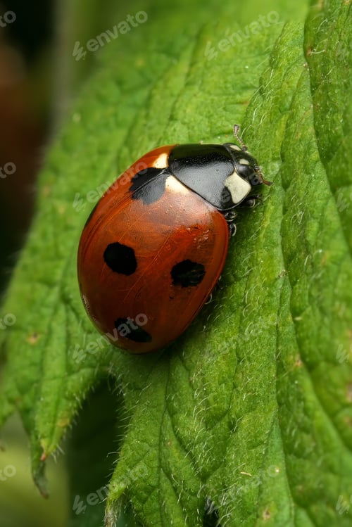 Preview: Severn Spot Ladybird (Coccinella septempunctata) perched on a green leaf