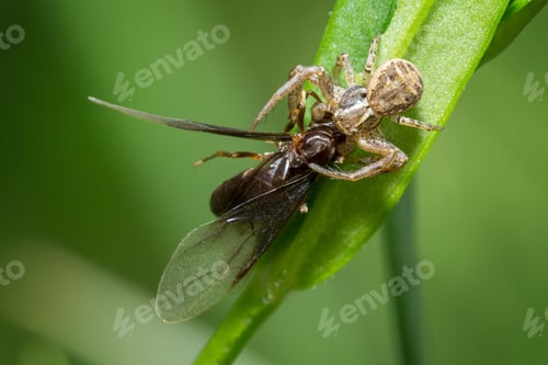 Preview: Spider capturing a winged insect on a leaf