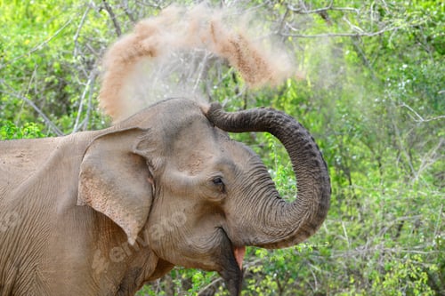 Preview: Elephant sand bath, spraying sand over its back with its trunk, sand flying through the air