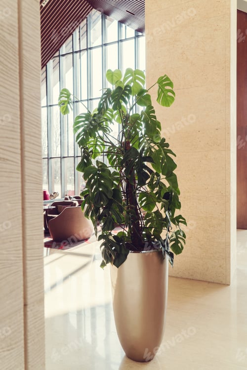 Preview: Monstera Plant