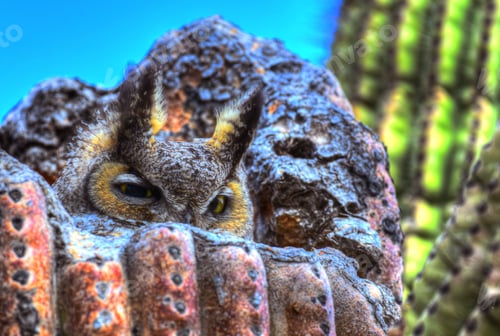 Preview: Closeup of a great Horned Owl Nesting in a Saguaro in Arizona.