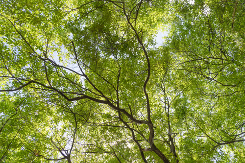 Preview: Lush green trees in tropical forest. Nature landscape background.