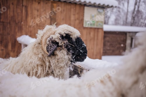 Preview: farm sheep portrait in snow in winter. Farming