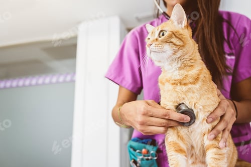 Preview: Veterinarian doctor is making a check up of a cute beautiful cat.