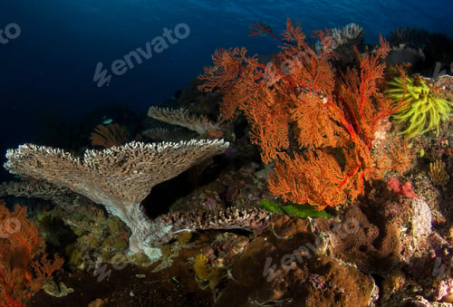 Vorschau: Unterwasserfoto von Fischen, flache Unterwasserlandschaft