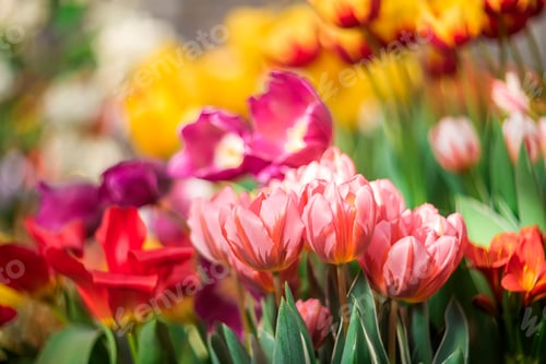 Preview: Beautiful multi-colored tulips on a blurred background. spring background