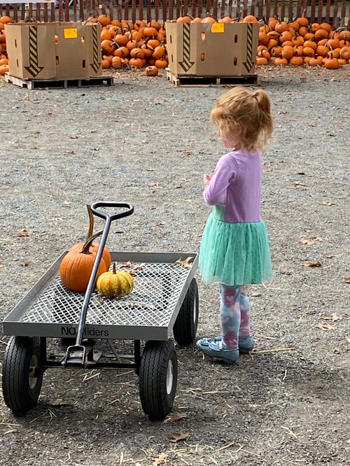 Preview: Little girl standing next to wagon picking out pumpkins