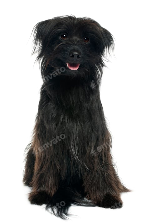 Preview: Pyrenean shepherd, 12 years old, sitting in front of white background