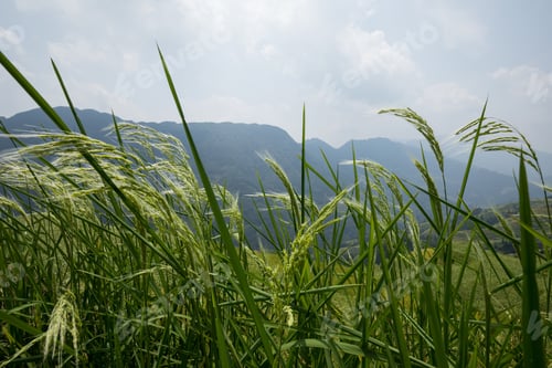 Preview: Beautiful terrace rice field in China