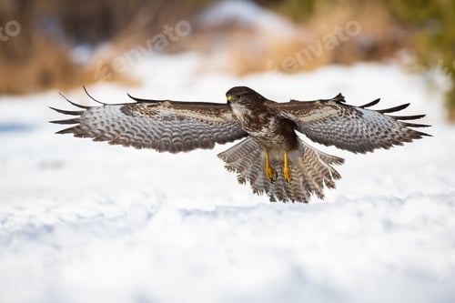Preview: Majestic common buzzard taking off from the snow during winter hunting