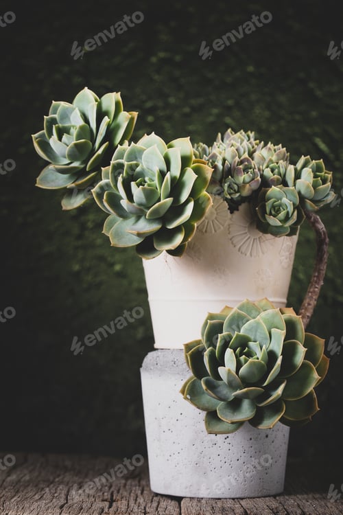 Preview: pot with beautiful succulent plant on wooden background