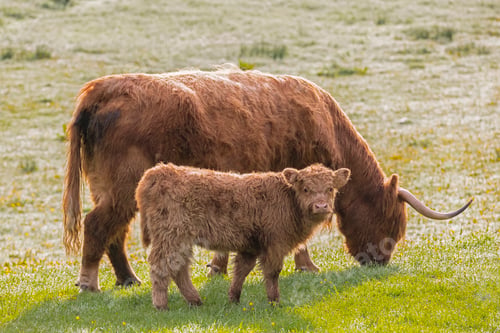 Preview: Great Britain, Scotland, Scottish Highlands, Highland cattle with young animal