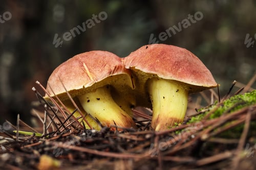 Preview: Two Xerocomellus redeuilhii fungi