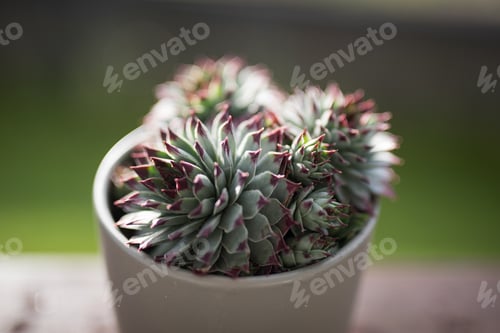 Preview: Succulent