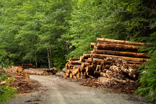 Preview: Sawed trees stacked on the roadside in the forest. Logging concept. Caycuse, Cowichan, BC Canada.