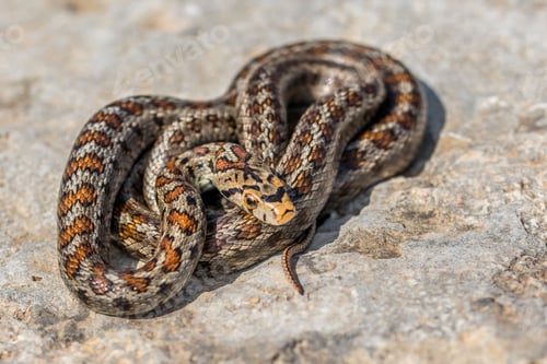 Preview: Macro shot of a juvenile Leopard Snake or European Ratsnake, Zamenis situla, on rocks in Malta
