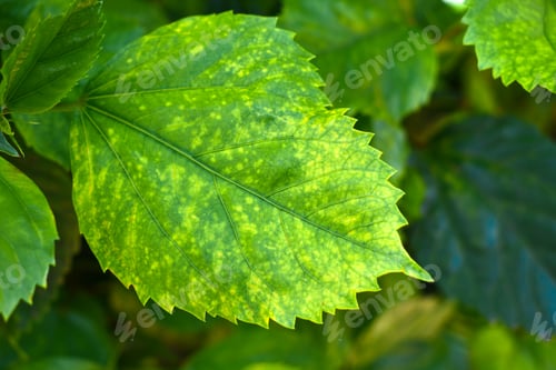 Preview: Yellow spots on leaves. Hibiscus Leaves turning yellow.