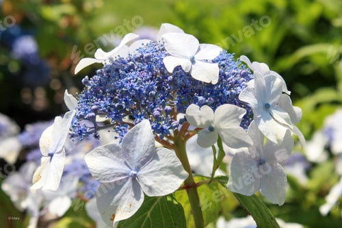 Preview: Closeup shot of a hydrangea flower in a garden.