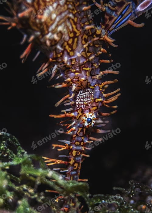 Preview: Underwater colorful seahorse against a dark background