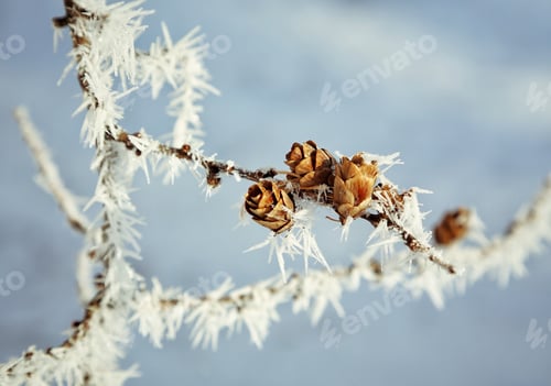 Preview: Hoar frost on tamarack tree with little pine cones.