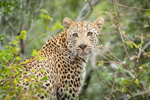 Preview: A leopard, Panthera pardus, looks over its shoulder, surrounded by greenery, looking out of frame