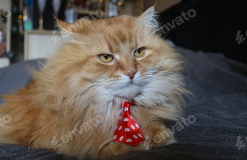 Preview: Fluffy cat
