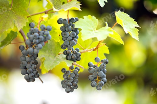 Preview: Clopse up of ripening grape fruit on vine branches in summer garden