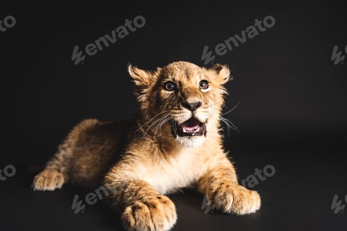 Preview: adorable lion cub lying isolated on black