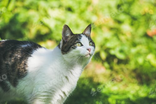Preview: White and grey cat in garden, looking aside