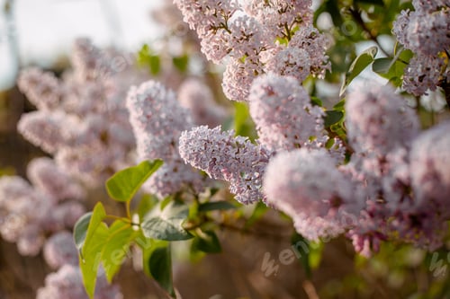 Preview: Blooming lilac bush close up
