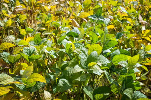 Preview: Green soybean plants close-up shot. Agricultural soy plantation. Agriculture, arrival time