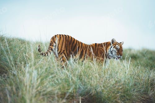 Preview: Tiger in green grass