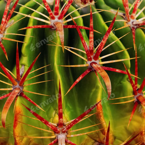 Preview: Cactus spines background close-up. Cactus lover fashion concept