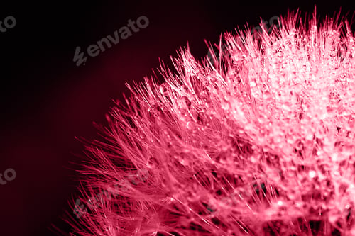 Preview: Trendy color 2023. Via magenta color background