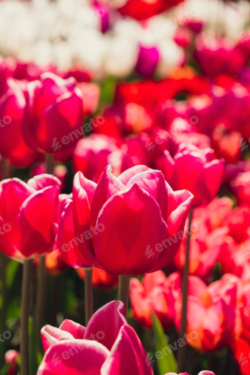Preview: Pink Tulip flowers blooming in the garden field landscape. Beautiful spring garden with many red