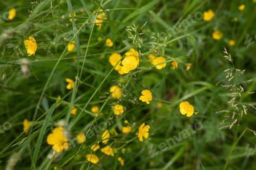 Preview: Vivid yellow buttercups in lush green field on a sunny day