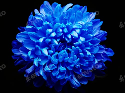 Preview: Blue dahlia