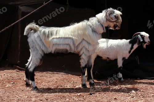 Preview: Goat