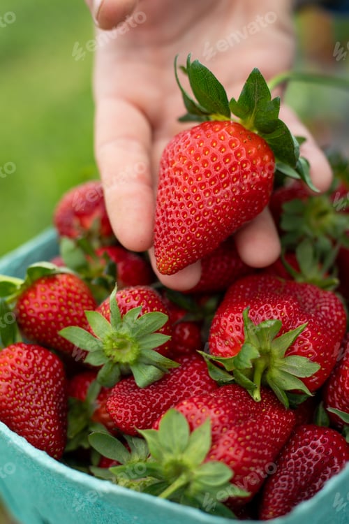Preview: Close-up of ripe fresh strawberries on a farm