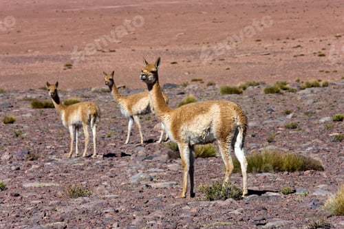 Preview: A group of Guanaco (Lama guanicoe) high on the altiplano in the Atacama Desert in northern Chile