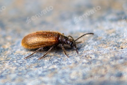 Preview: Close-up of Lagria hirta, a Darkling beetle