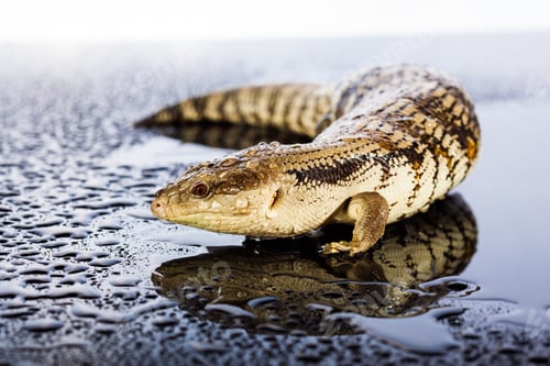 Preview: Australian blue tongued lizard in wet dark shiny studio environe
