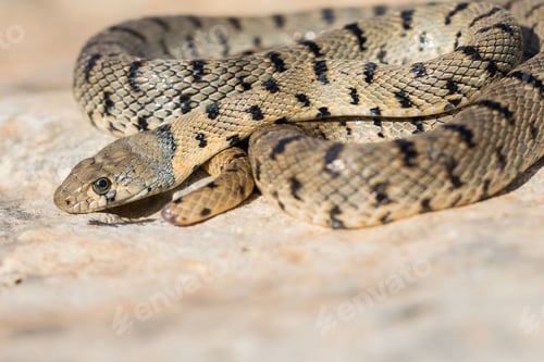 Preview: An Algerian Whip Snake, Hemorrhois algirus, found on the Island of Malta, there known as Serp Ahdar