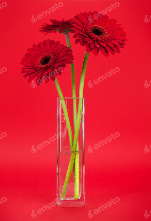 Preview: Gerbera Daisies in a Glass Vase on Red