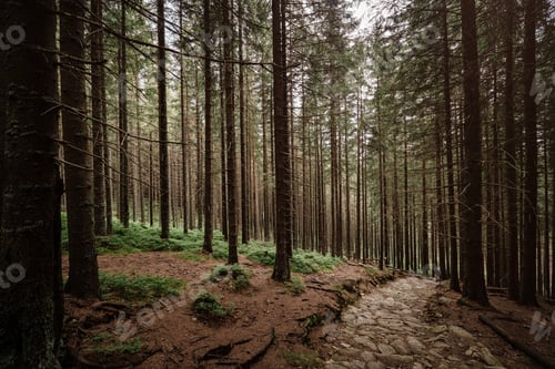 Preview: stone road in a coniferous forest in the mountains